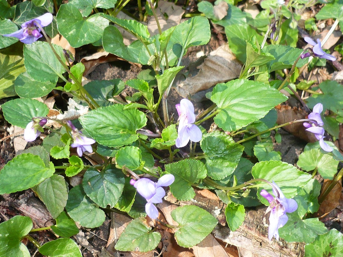 Viola reichenbachiana x V. riviniana (Violaceae)
